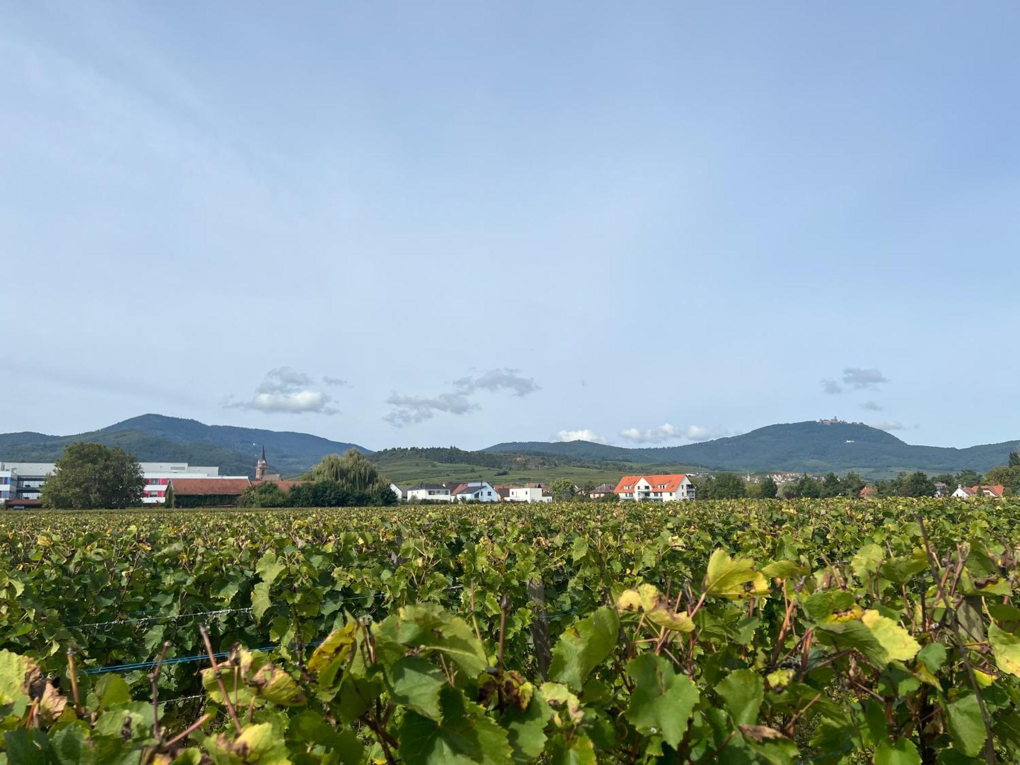 Oasis Tout Confort A Bergheim, Alsace Eksteriør billede